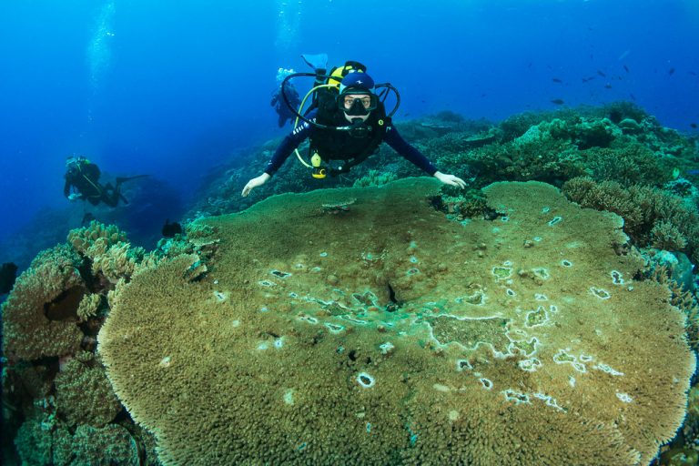 Explorer les Meilleurs Spots de Plongée en Méditerranée Réserves Naturelles, Parcs Nationaux et Fonds Marins Riches